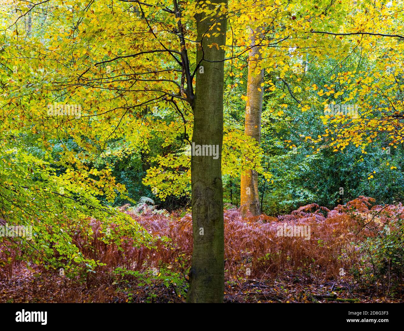Autumn Woods, The Chilterns, Marks Corner, Checkendon, Oxfordshire ...