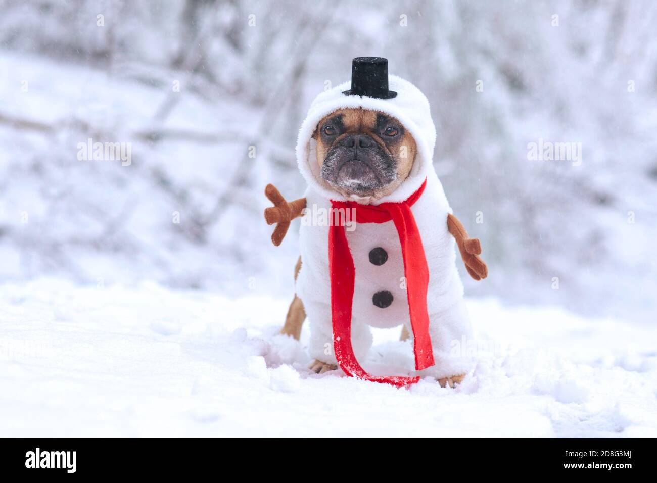 French bulldog snow suit outlet