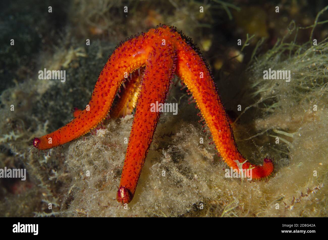 Mediterrean red sea star, Echinaster sepositus, Echinasteridae, Tor Paterno Marine Protected Area, Rome,  Lazio, Italy, Mediterranean Sea Stock Photo