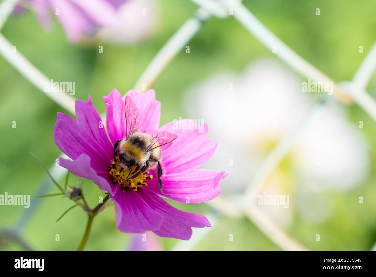 Close-up of lilac flower and bumblebee on pollen, selective focus, light key, bokeh, copy space Stock Photo