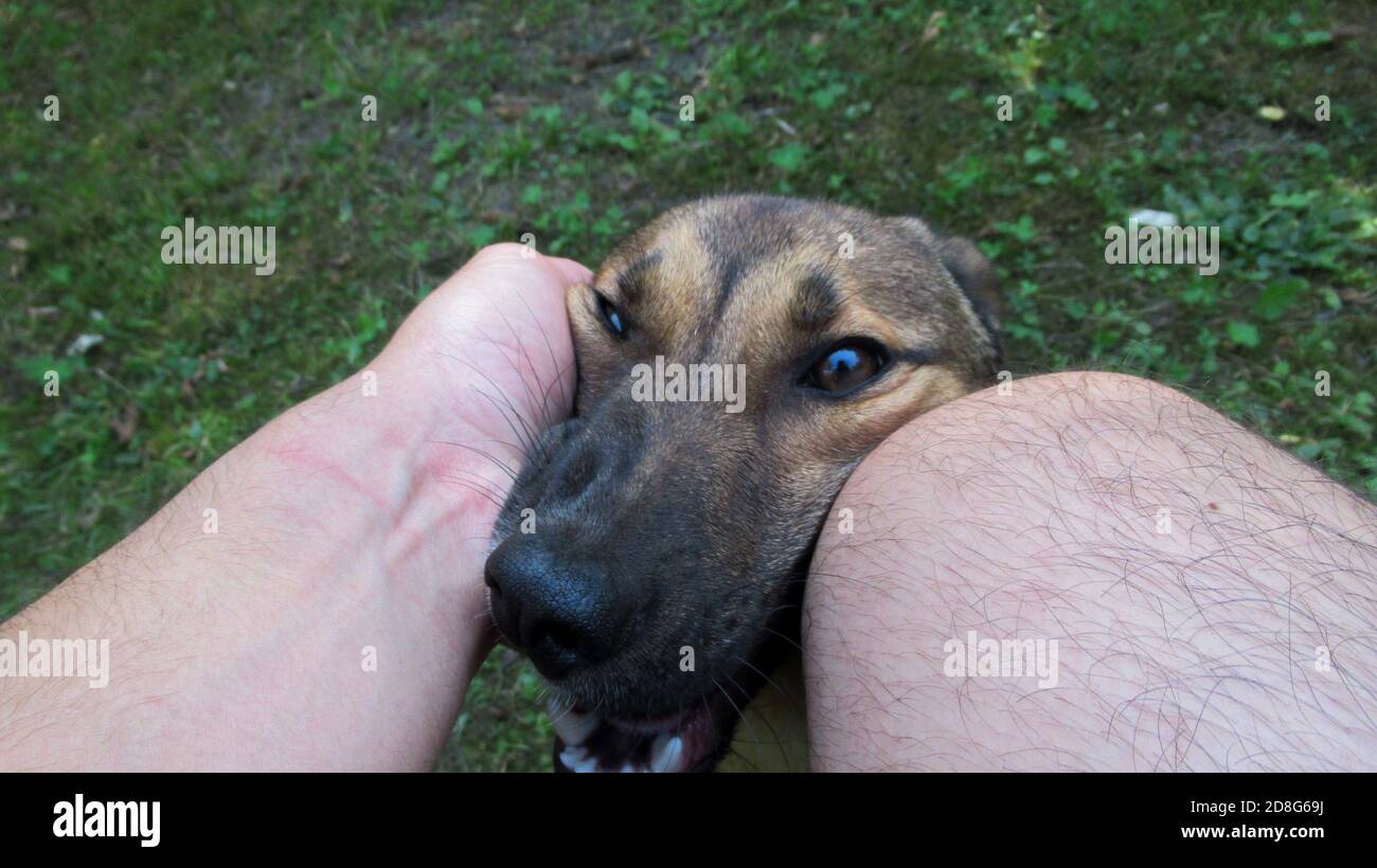 Sweet yellow dog put his head between his owners hand and leg Stock
