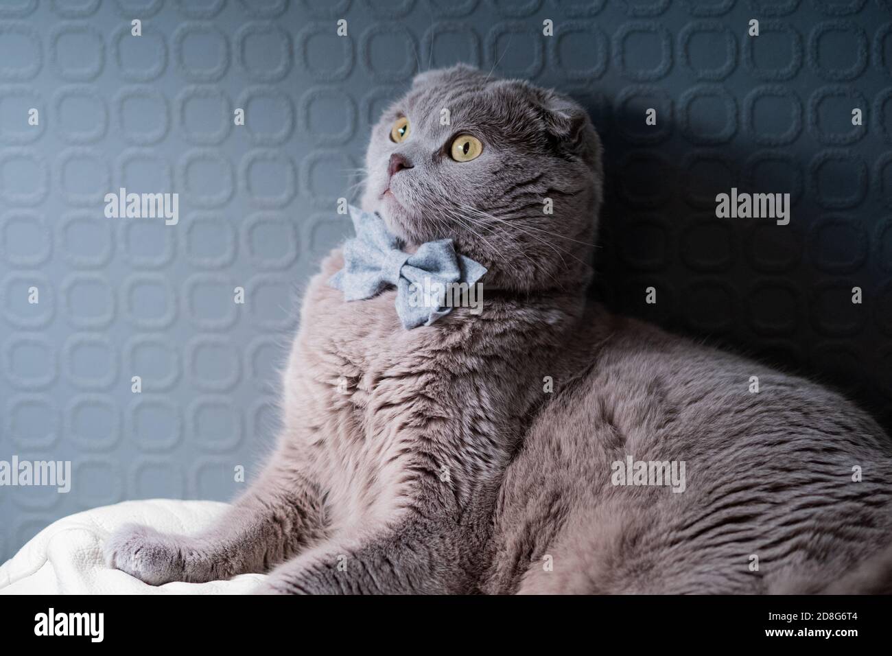 Cute and funny grey cat in a bow tie. British lop-eared pet sitting on ...