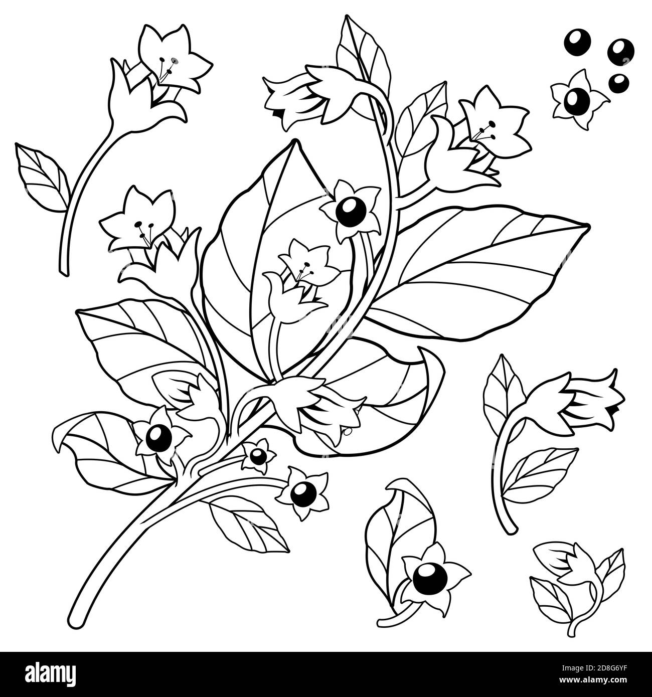 Belladonna plant. Black and white illustration Stock Photo