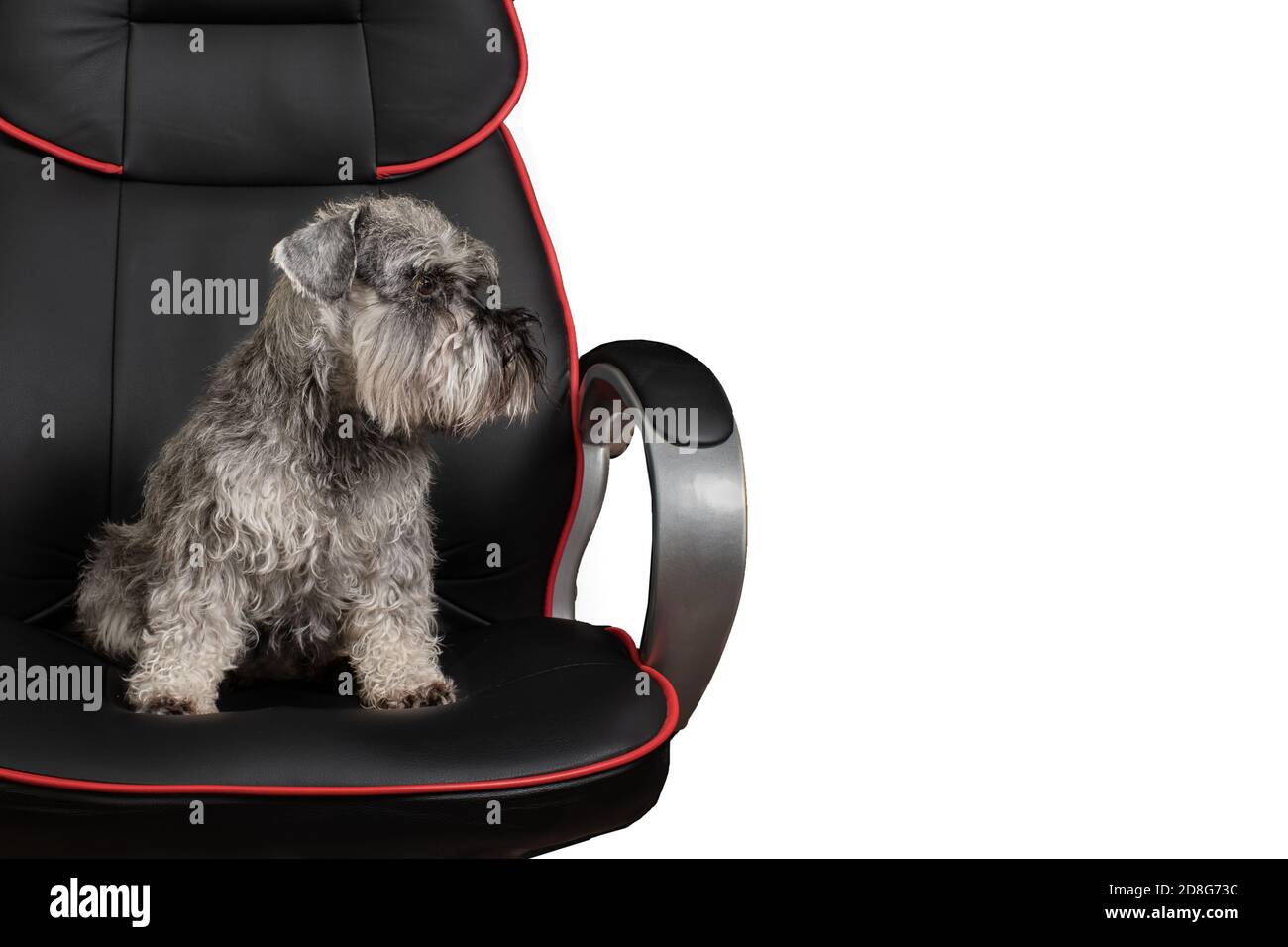 Cute miniature schnauzer dog sitting in an office chair isolated on white background, copy space, side view. Stock Photo