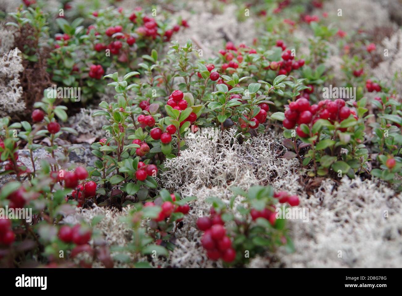 Bright red berries of cranberry cranberries on the bushes with green