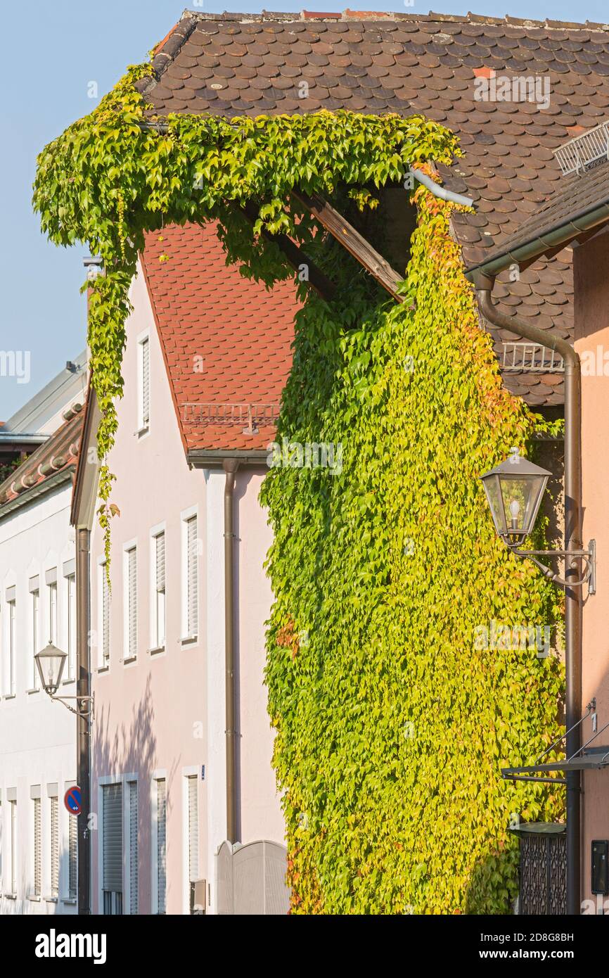 Beilngries, Poststrasse, altes Lagerhaus, Weinlaub Stock Photo