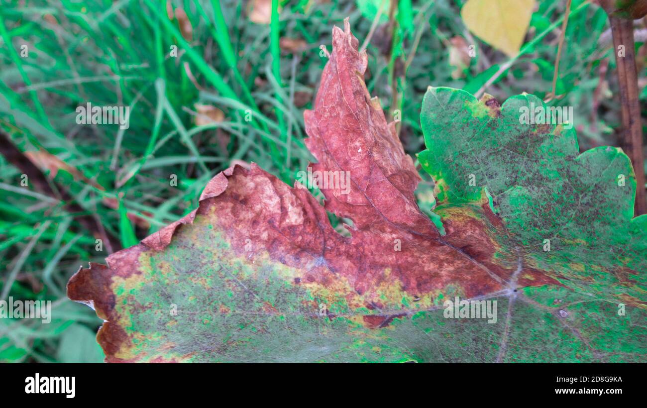 A close up infected, diseased hazelnut tree leaf Stock Photo Alamy