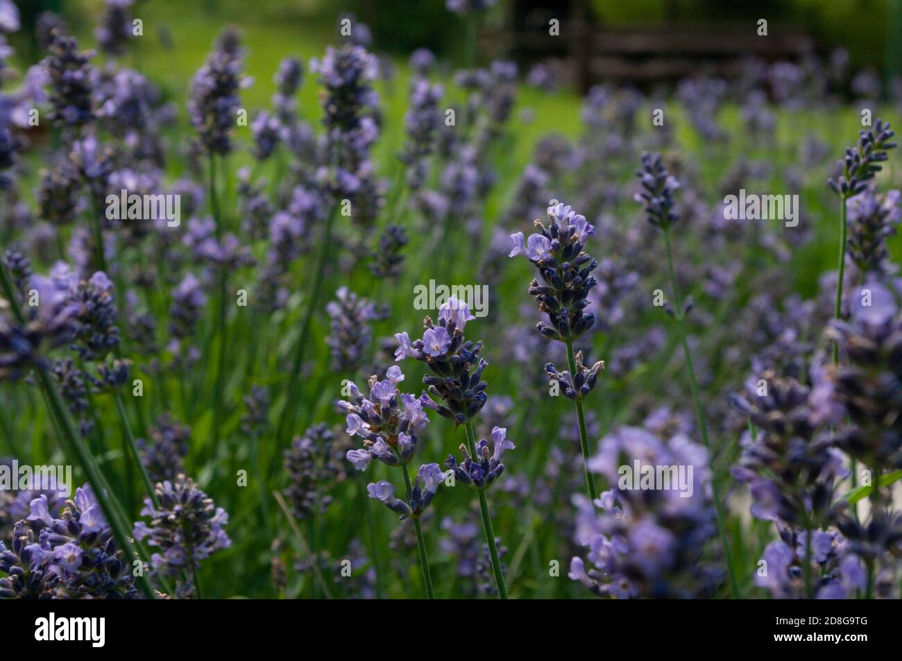 Lavender flowers banner background. Natural cosmetics ingredient plant. Floral Stock Photo