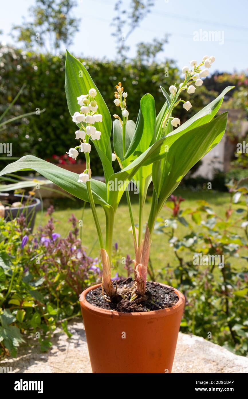Lily of the valley flowers in a flower pot in a garden Stock Photo - Alamy