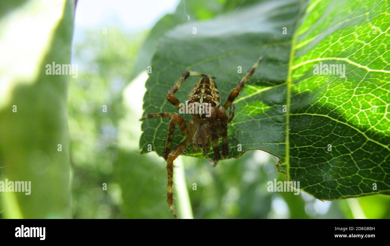 A close up of a yellow wild forest spider moving around green tree ...