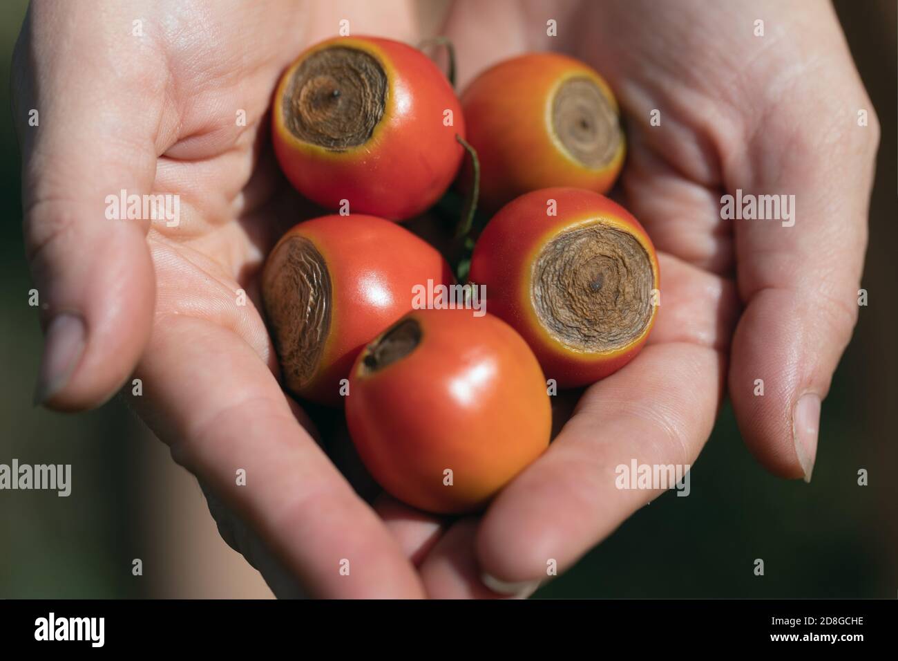 Sick tomato fruit affected by disease vertex rot. Stock Photo