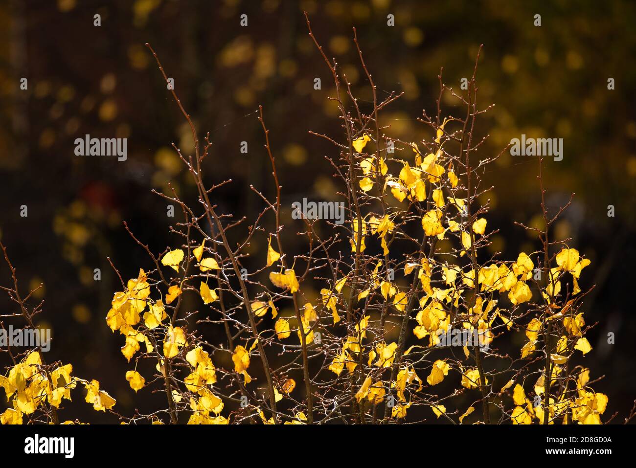 Tree top losing the last of its colorful yellow leaves Stock Photo