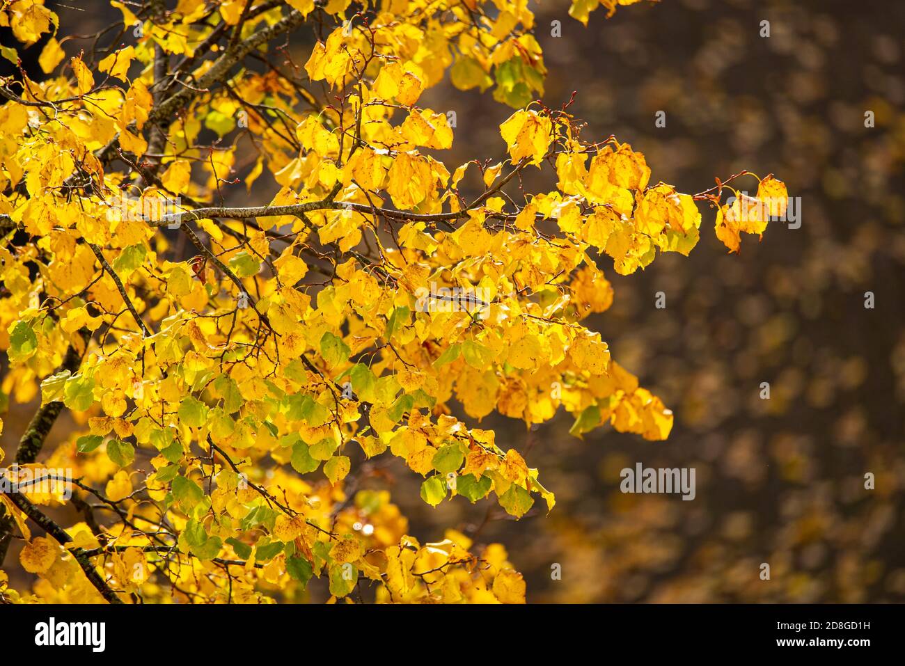 Close-up of tree branches with bright yellow autumn leaves Stock Photo