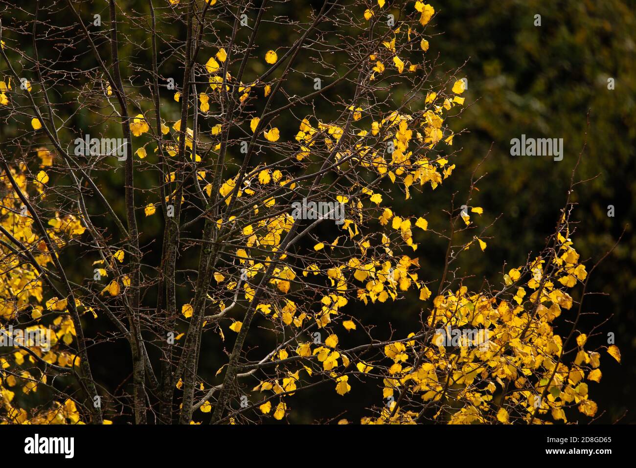 Beautiful tree losing the last of its colorful yellow fall leaves Stock Photo