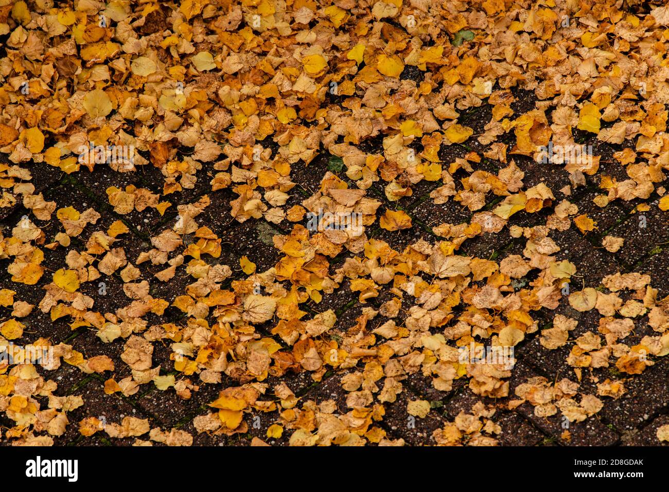 View from above of orange and yellow leaves on the ground Stock Photo