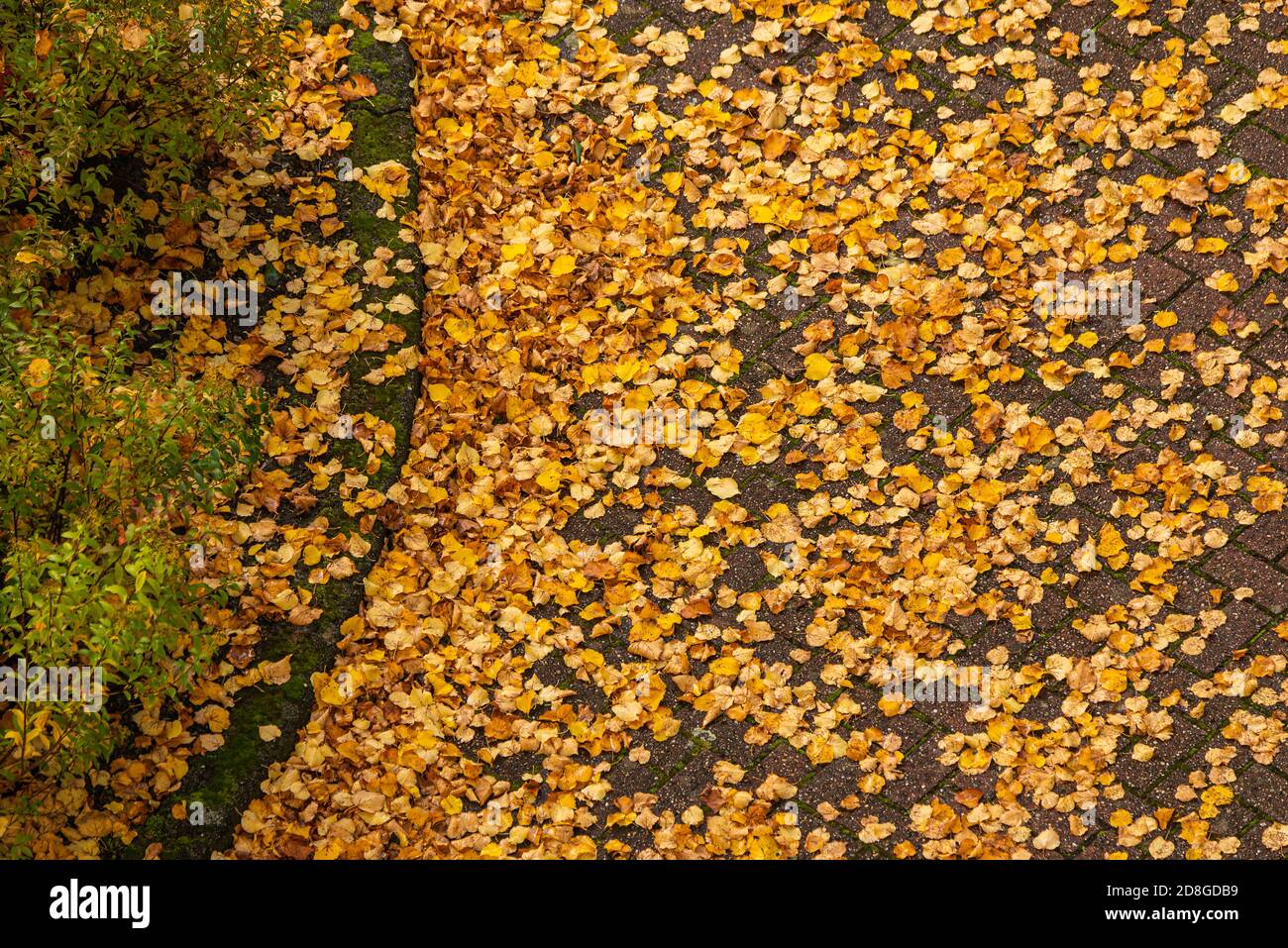 View from above of colorful autumn leaves in a parking lot Stock Photo