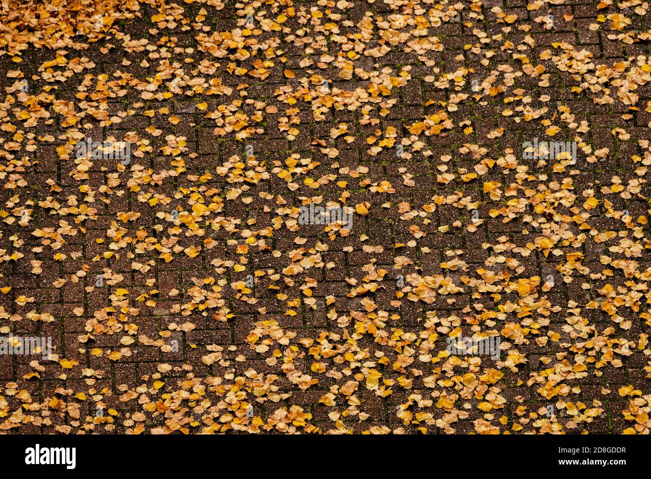 Aerial perspective of orange and yellow fall leaves on bricks Stock Photo
