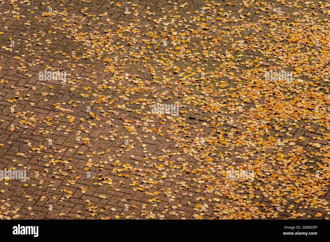 Aerial perspective of autumn leaves covering bricks on the ground Stock Photo