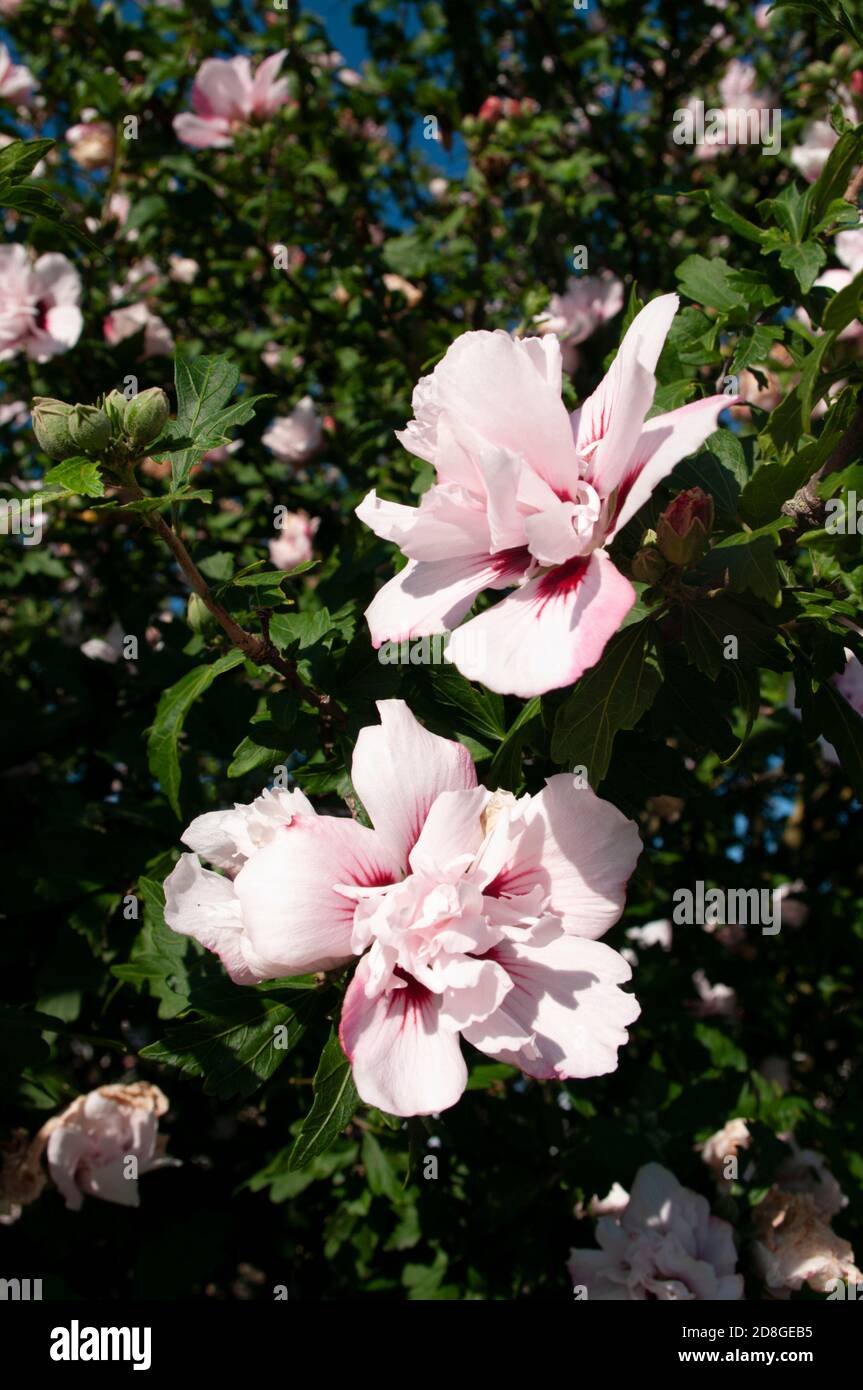 Hibiscus flower blue sky tree hi-res stock photography and images - Alamy