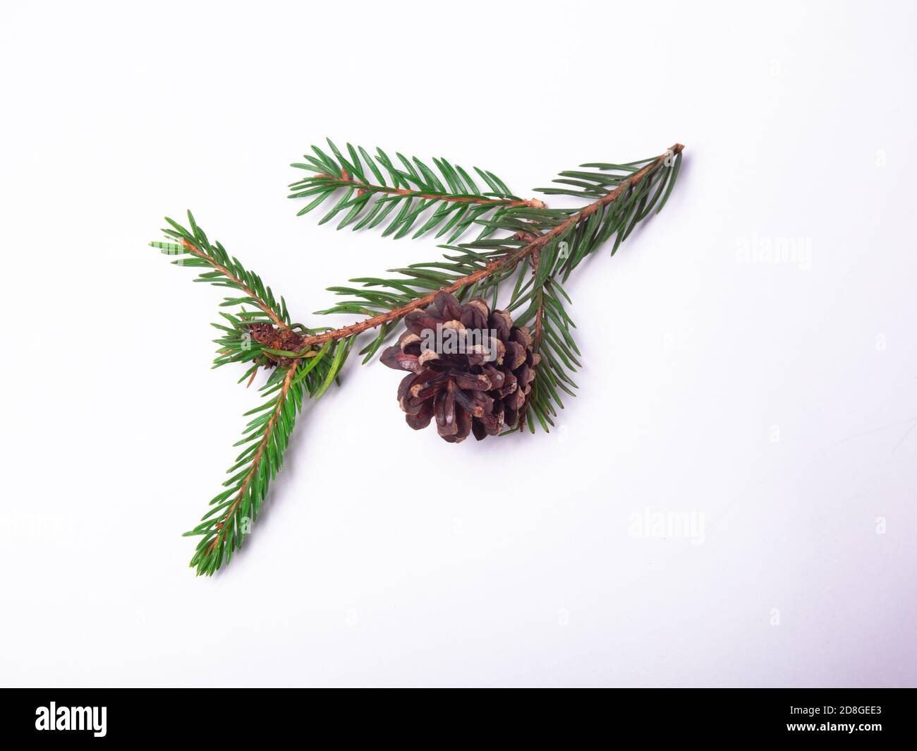 the branch and cone of the Christmas tree is isolated on a white ...
