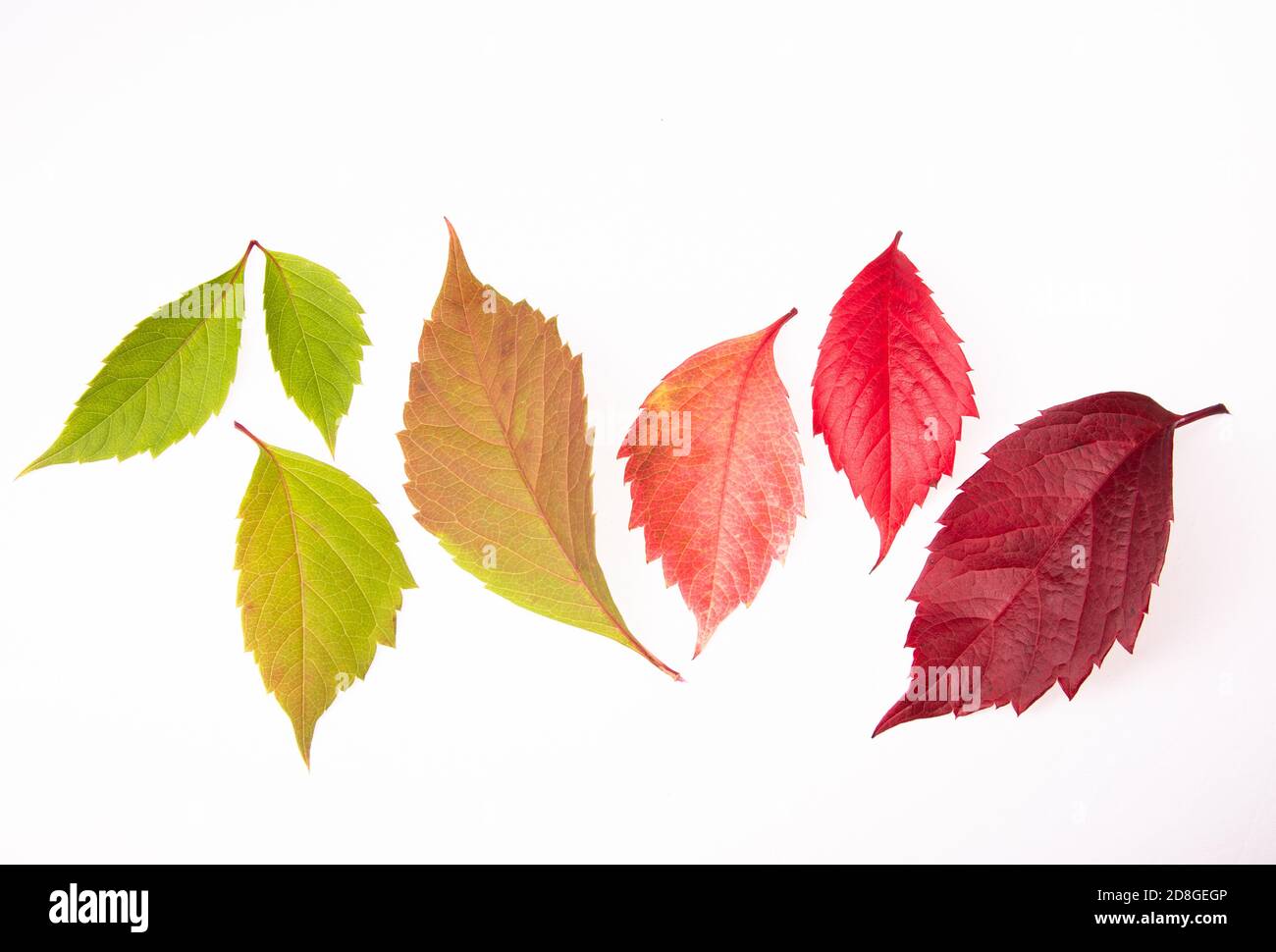 photos of autumn grape leaves. gradient of colors in autumn leaves from ...