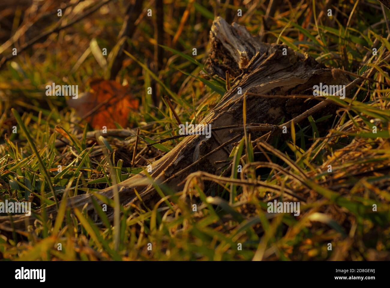 Wooden thic tree branch in the grass Stock Photo - Alamy