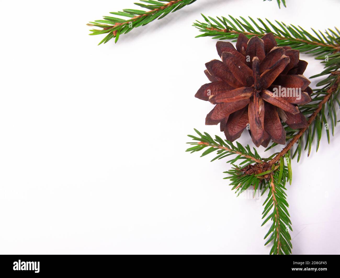 the branch and cone of the Christmas tree is isolated on a white ...