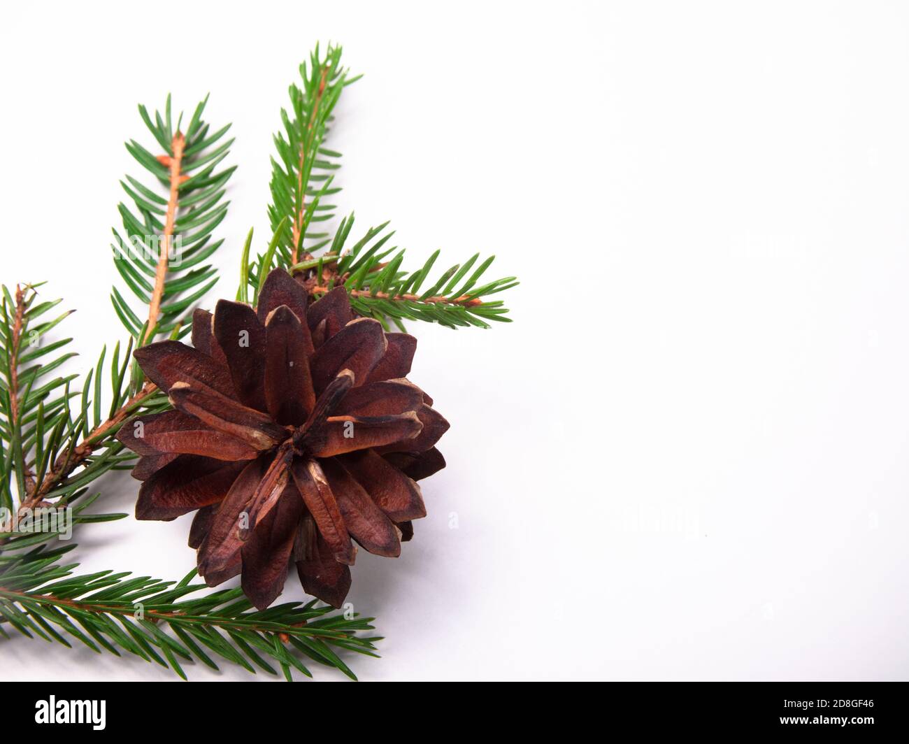 the branch and cone of the Christmas tree is isolated on a white ...