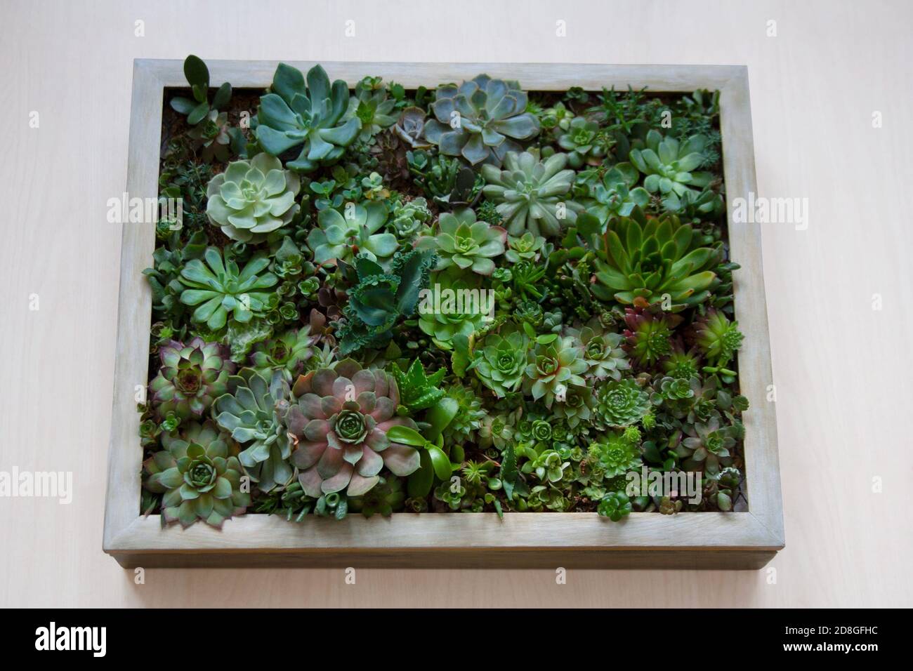 Living picture garden concept with various succulent plants arranged within a wooden frame isolated on light background Stock Photo