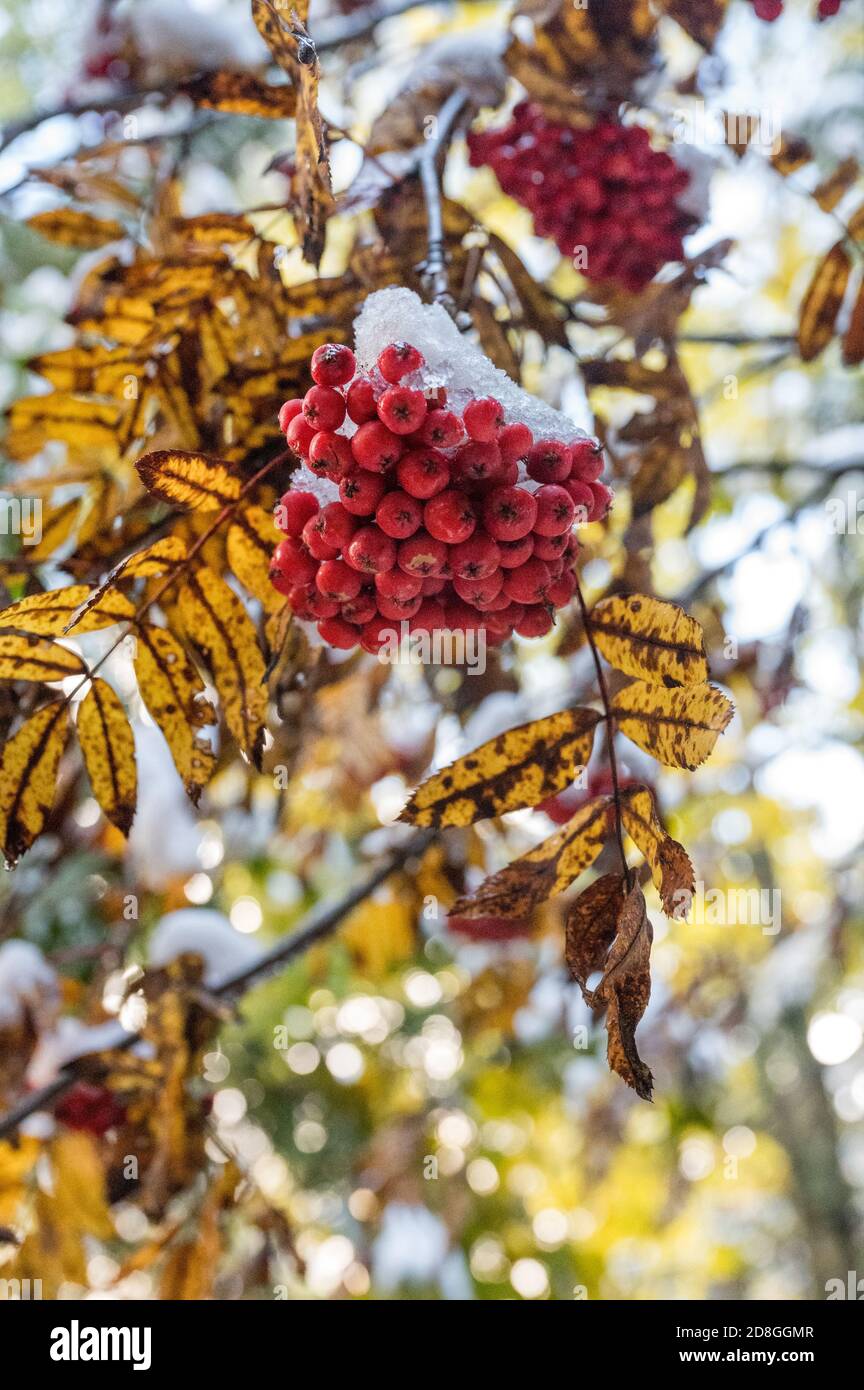 red berries on bush in first snow Stock Photo - Alamy