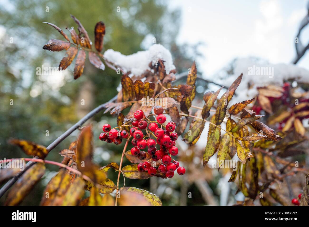 red berries on bush in first snow Stock Photo