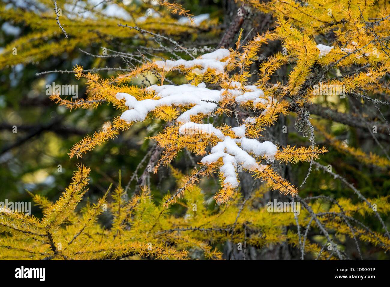 branch of yellow larch with snow Stock Photo