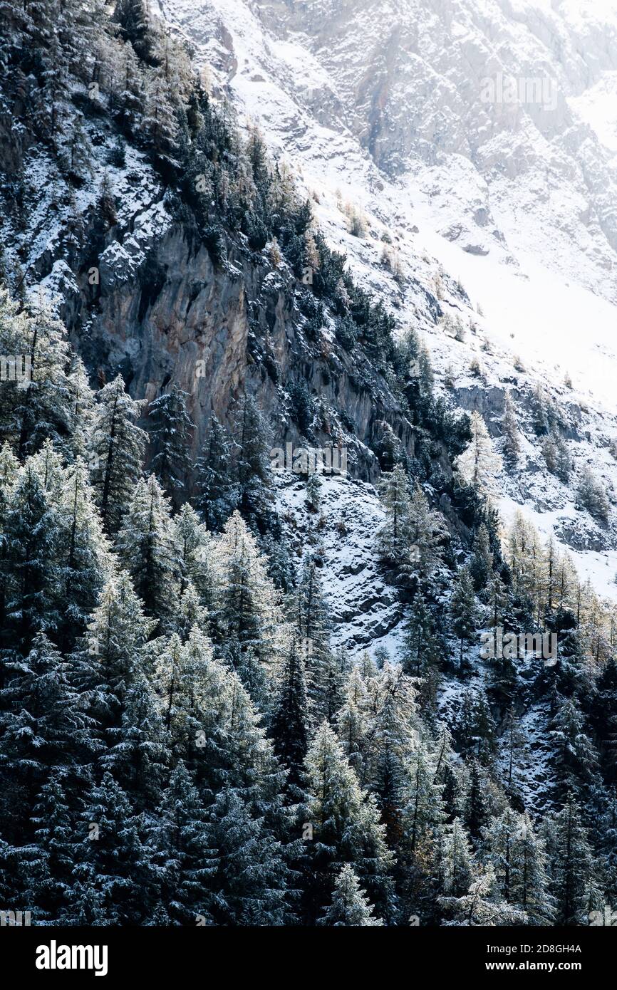 Fir trees in les hi-res stock photography and images - Alamy