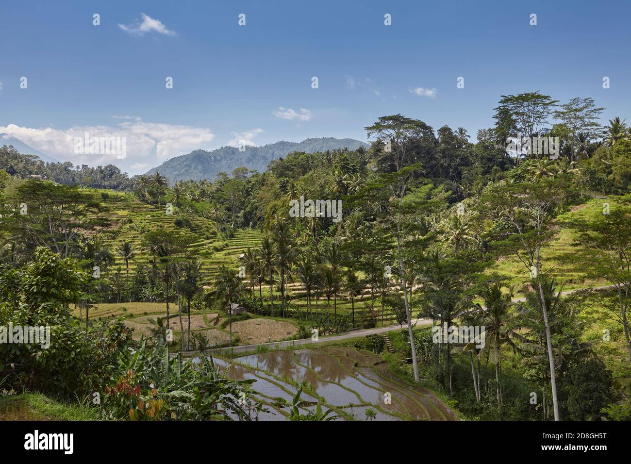The Intense Green Hillside Of A Traditional Rice Terrace In The The Intense Green Hillside Of A Traditional Rice Terrace In The