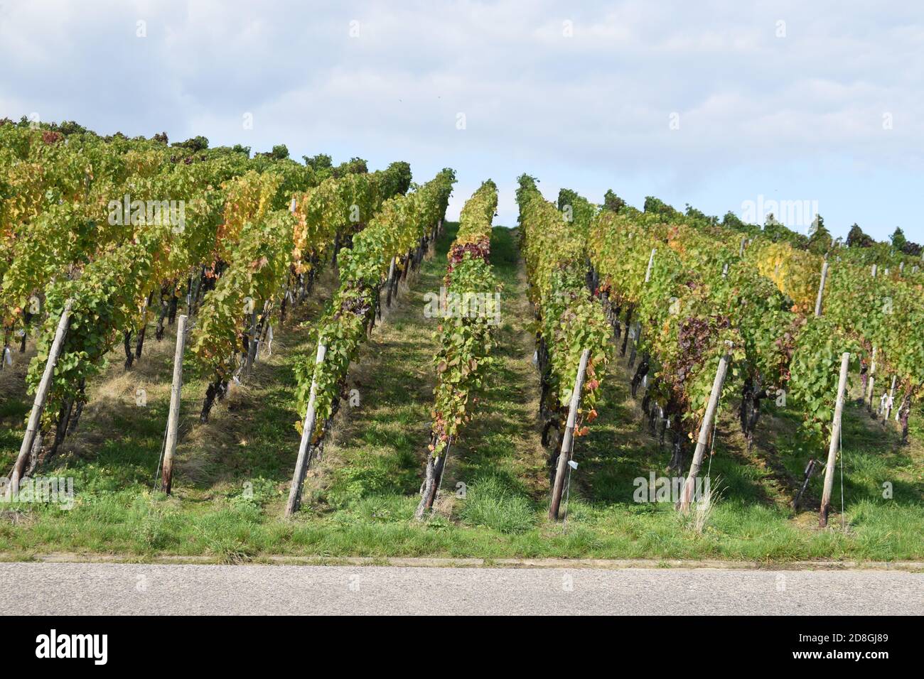 autumn landscape in the lower Ahr valley with colorful vineyards hills around Bad Neuenahr-Ahrweiler Stock Photo