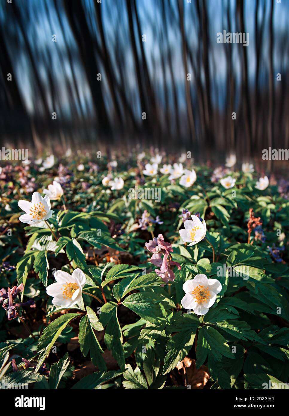 first spring flowers in the forest on a sunny day Stock Photo - Alamy