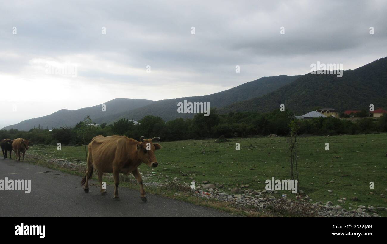 Cows walking on the side of a main village road Stock Photo