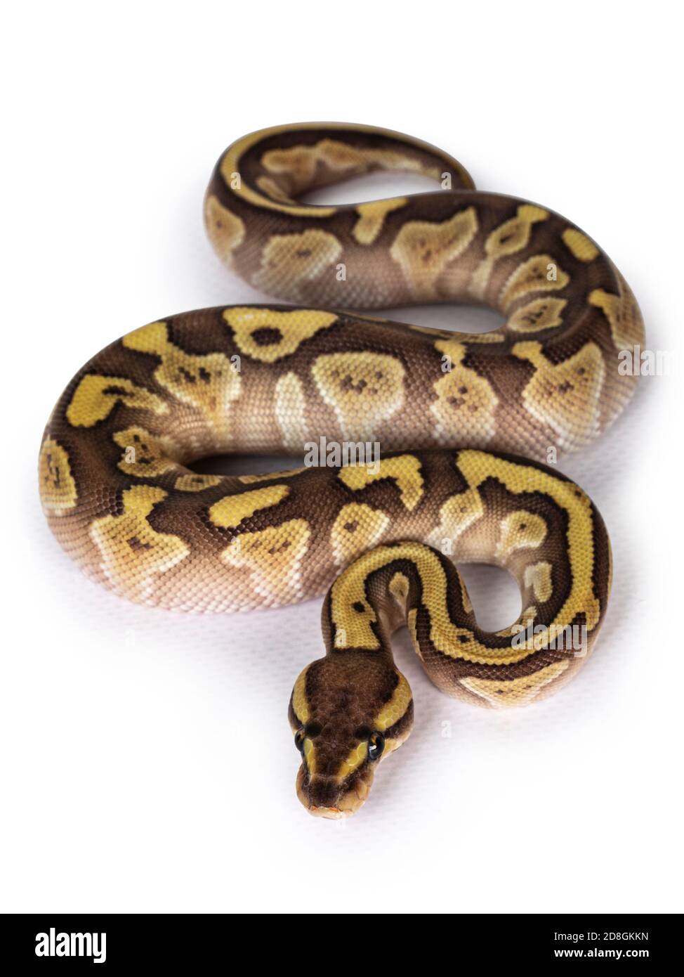 Baby female Lesser Pastel Ballpython aka Python Regius. Top view. Isolated on white background. Stock Photo