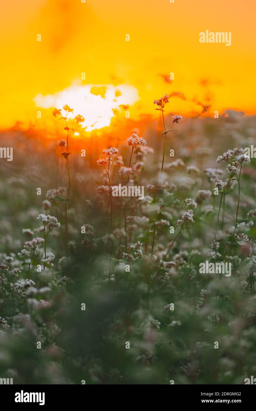 Summer Sun Shining Through Young Fagopyrum flowering plant Sprouts. Sunset Sunrise Sun. Close up. Green manure From Family Polygonaceae Stock Photo