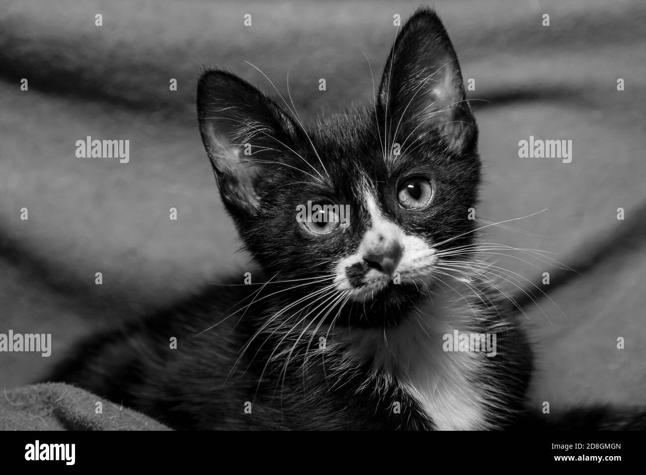 Grayscale shot of a black and white kitten looking Stock Photo Alamy