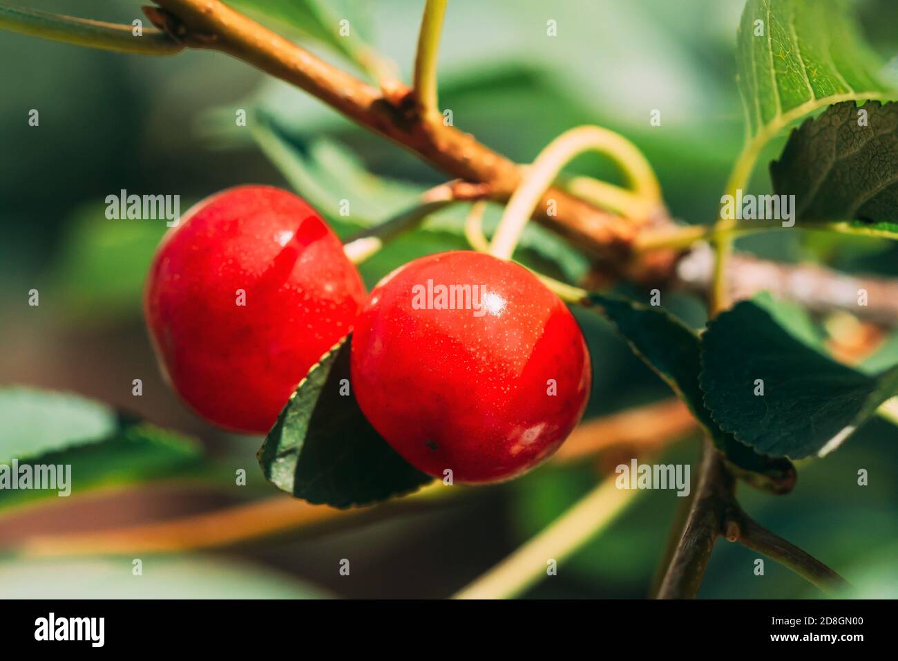 Red Ripe Berries Prunus subg. Cerasus on tree In Summer Vegetable Garden Stock Photo