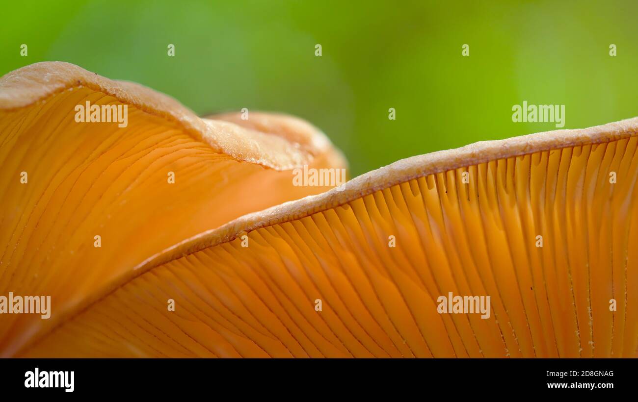Backlit Chanterelle Mushrooms, Cantharellus cibarius, With Sun Through The Gills Against A Green Background Stock Photo