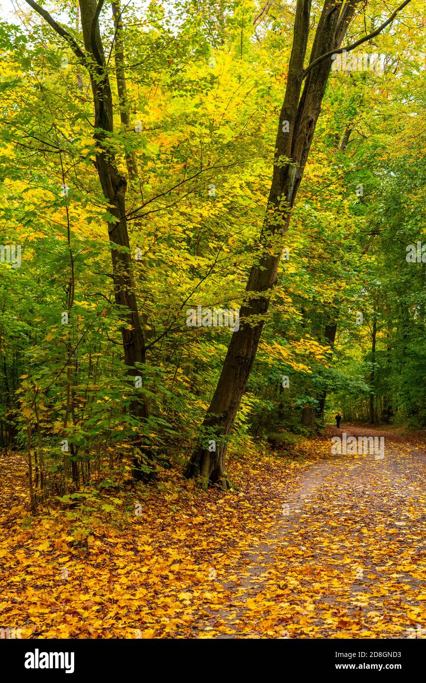 Autumn, forest, forest path, trees with autumn coloured leaves, Stock Photo