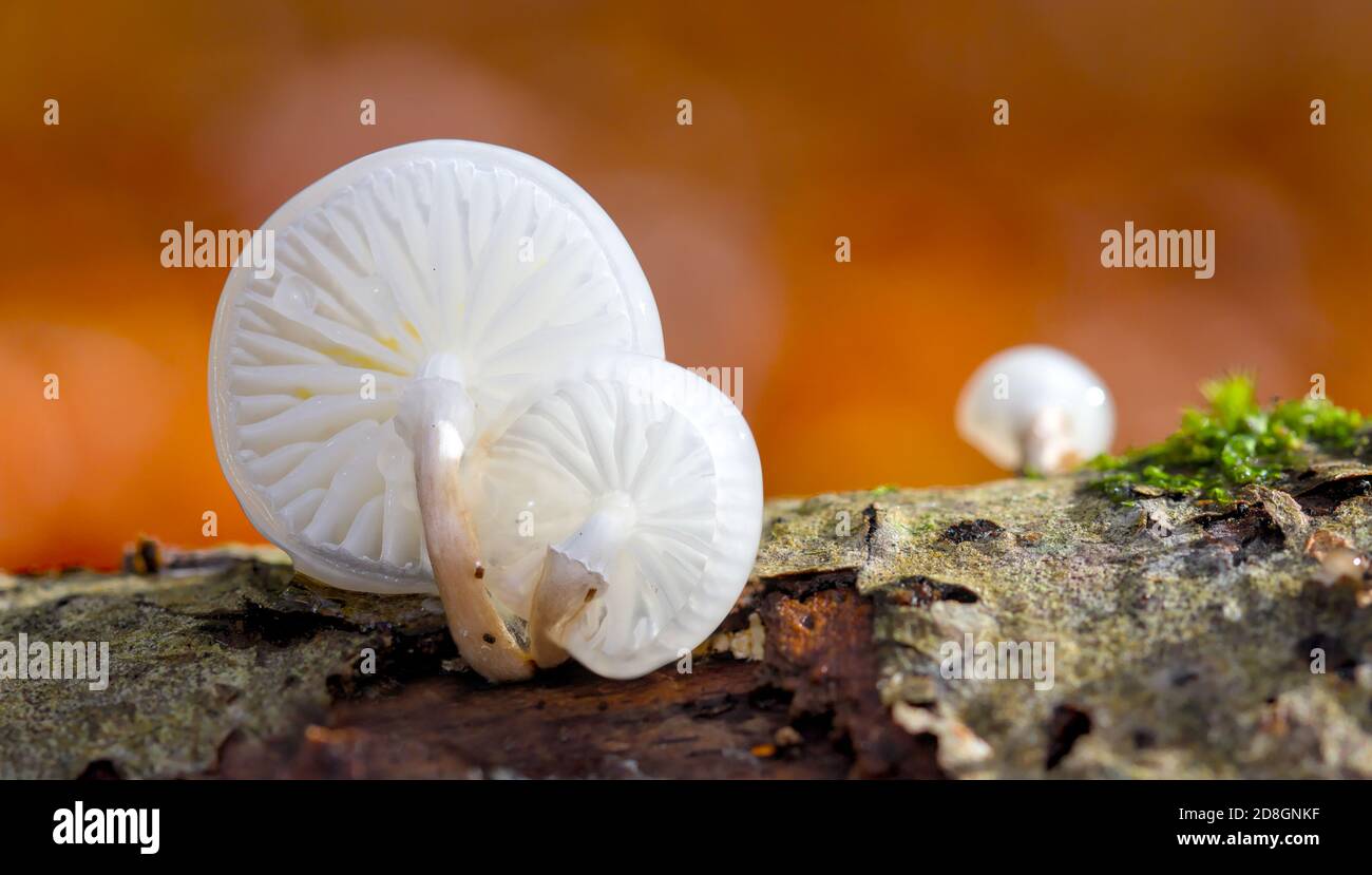 White, Glistening, Slimy, Translucent Porcelain Mushroom Fungus, Oudemansiella mucida, Growing On A Dead Branch Against An Orange Background. UK Stock Photo