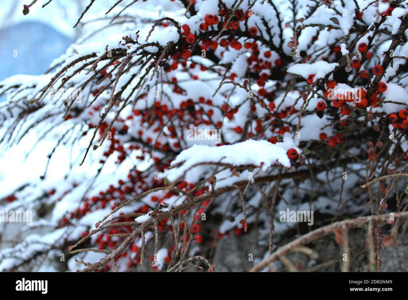 a snow covered cotoneaster plant, with red  berries Stock Photo