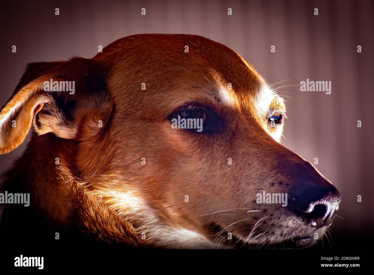 Closeup shot of an old dogs face Stock Photo - Alamy