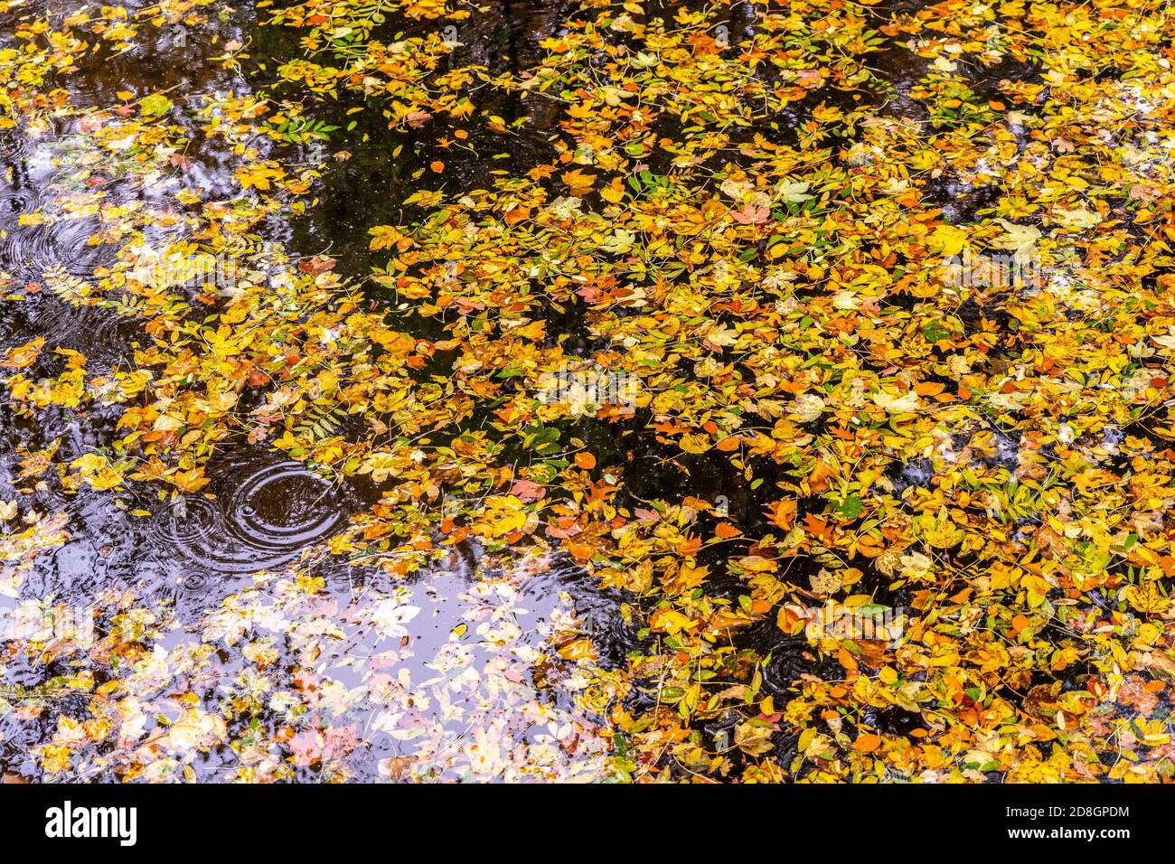 Bunter Blätter, Laub, im Herbst, schwimmen auf der Oberfläche eines Teichs, Regenwetter, Tropfen treffen auf die Wasserfläche, Stock Photo