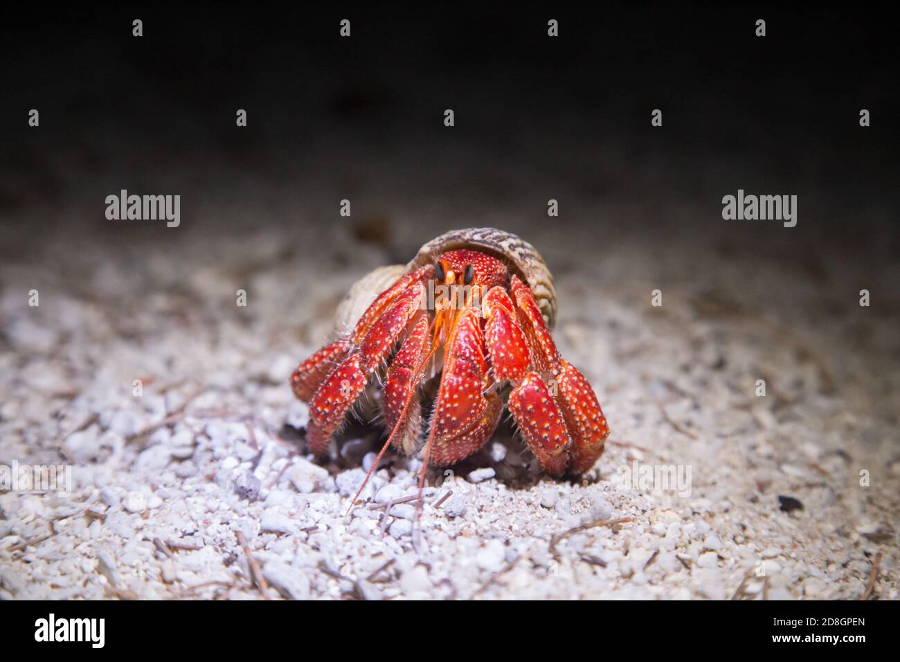 Strawberry Hermit Crab at night Stock Photo