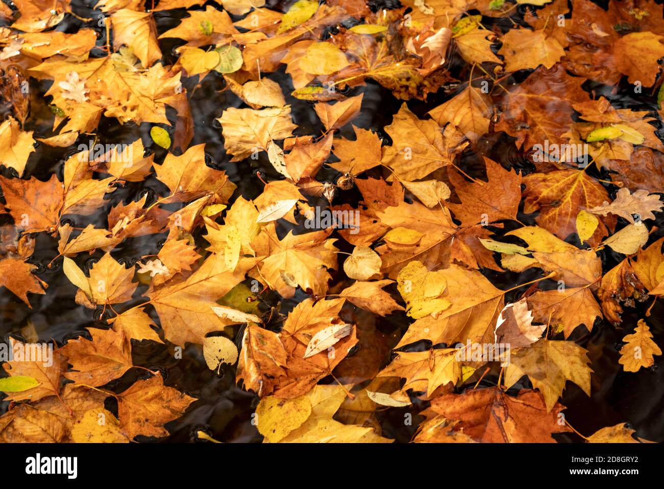 Colourful leaves, foliage, in autumn, floating on the surface of a pond, Stock Photo