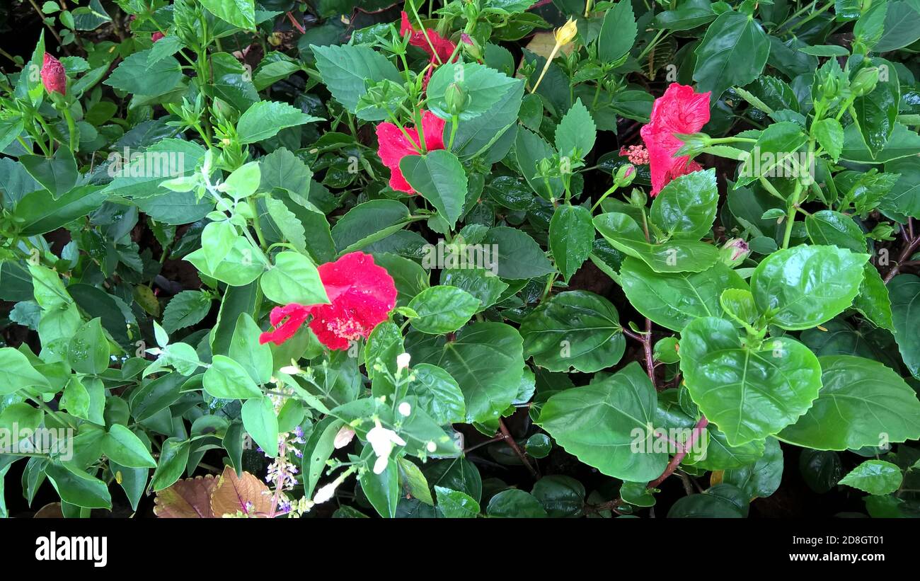 scenic view of colorful flowers and plants for multipurpose use Stock Photo Alamy